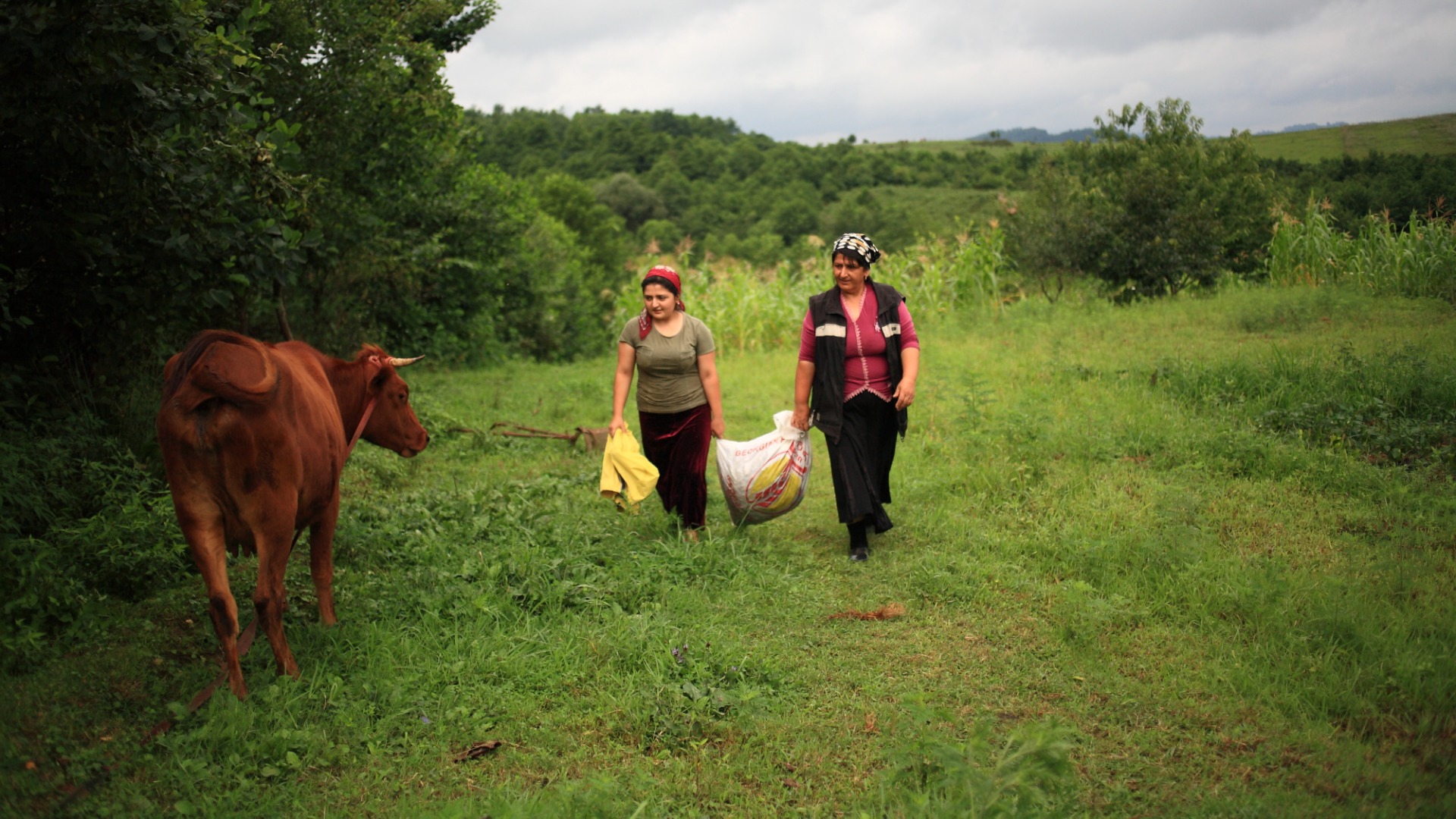 Two women walk in a field with a cow.